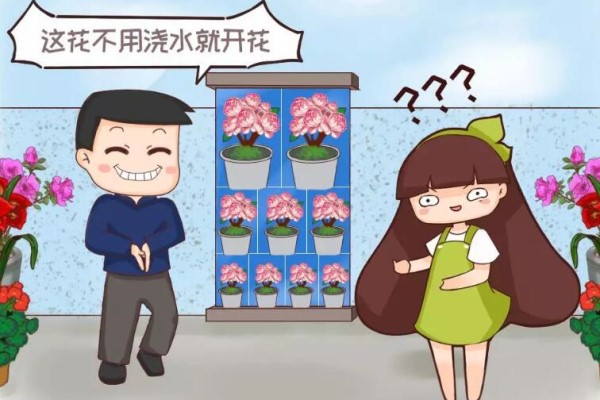 买花听到这4句话,掉头就走,头也别回! 买花听到这4句话,掉头就走,头也别回!