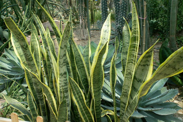 金边虎尾兰 Sansevieria trifasciata ‘Laurentii’ 金边虎尾兰 Sansevieria trifasciata ‘Laurentii’
