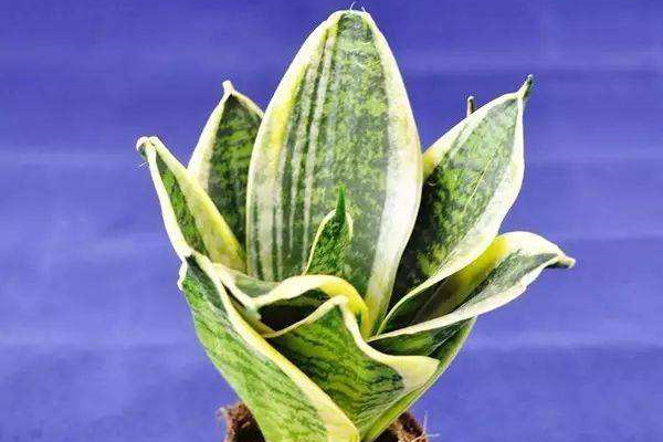 美叶虎尾兰 Sansevieria trifasciata ‘Laurentii Compacta’ 美叶虎尾兰 Sansevieria trifasciata ‘Laurentii Compacta’