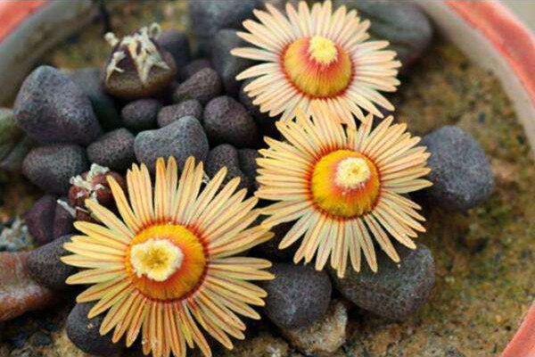 唐扇 Aloinopsis schoonesii 唐扇 Aloinopsis schoonesii