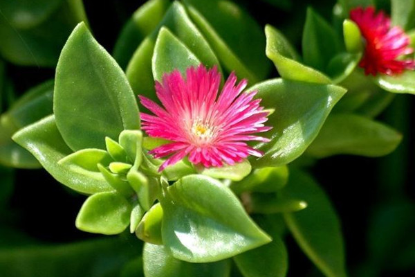 露草 Aptenia cordifolia 露草 Aptenia cordifolia