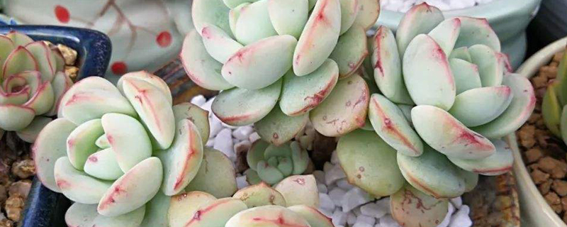 多肉植物怎么养 多肉植物怎么养