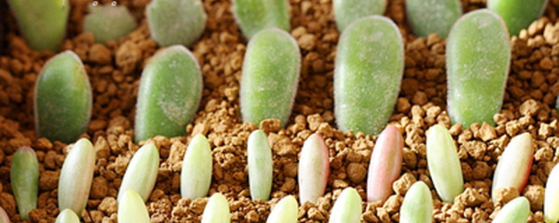 多肉植物怎么扦插 多肉植物怎么扦插