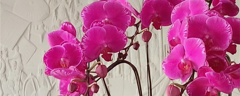 蝴蝶兰花杆怎样扦插 蝴蝶兰花杆怎样扦插