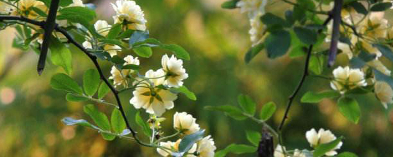 黄木香花怎么扦插