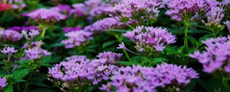繁星花扦插 繁星花扦插