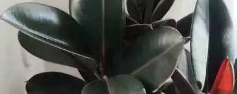 立秋可以扦插橡皮树吗 立秋可以扦插橡皮树吗