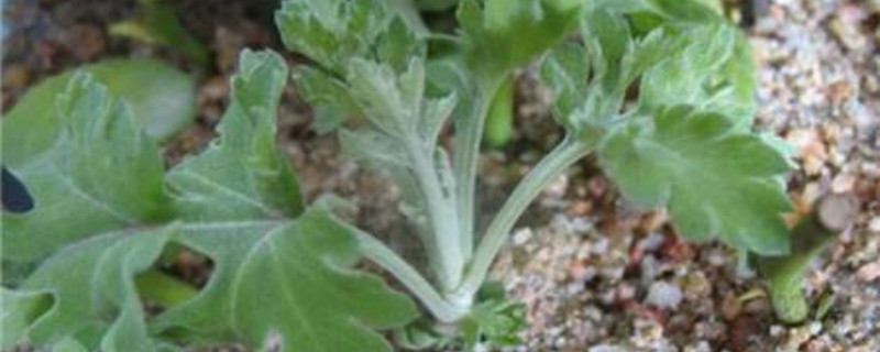 菊花脚芽什么时侯扦插