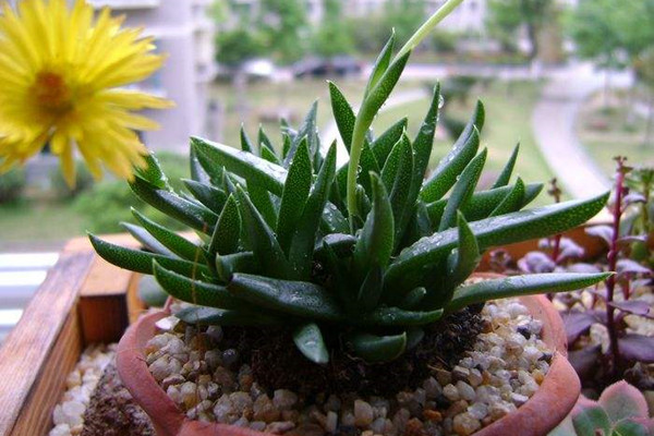 照波 Bergeranthus multiceps 照波 Bergeranthus multiceps