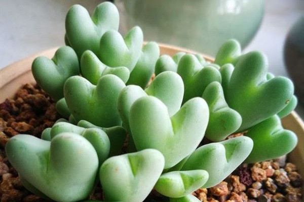 少将 Conophytum bilobum 少将 Conophytum bilobum