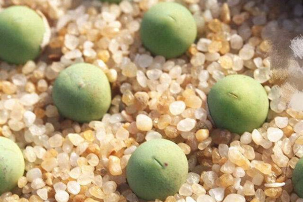 翡翠玉 Conophytum calculus 翡翠玉 Conophytum calculus
