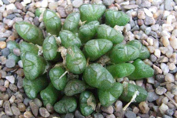天使 Conophytum ectypum 天使 Conophytum ectypum