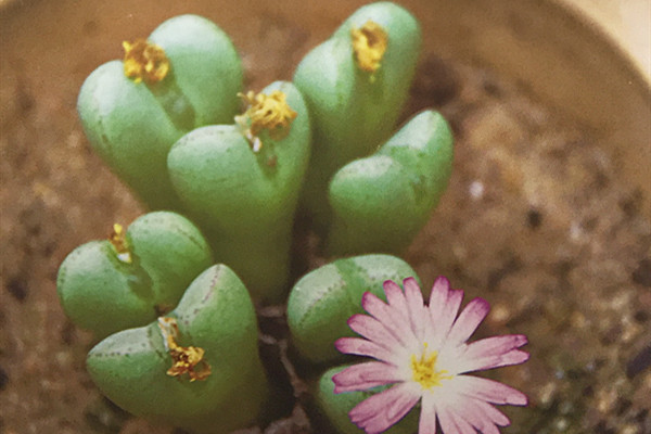 藤车 Conophytum hybrida 藤车 Conophytum hybrida