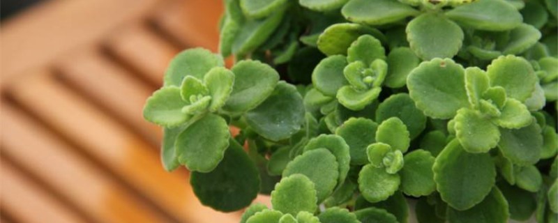 碰碰香扦插季节