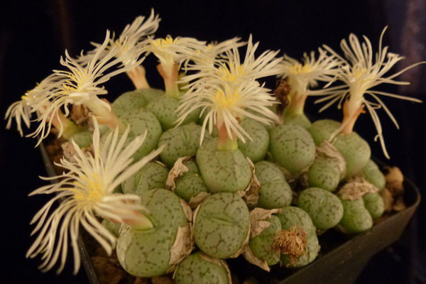 清姬 Conophytum minimum 清姬 Conophytum minimum