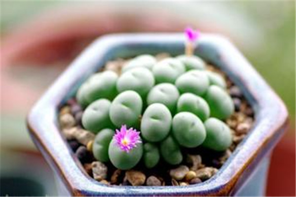 群碧玉 Conophytum minutum 群碧玉 Conophytum minutum