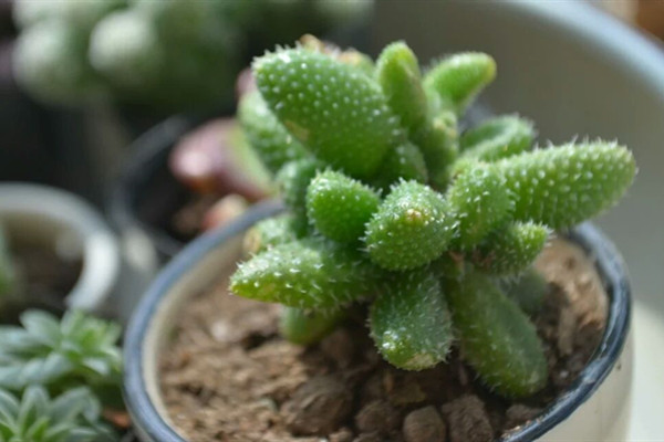 雷童 Delosperma pruinosum 雷童 Delosperma pruinosum