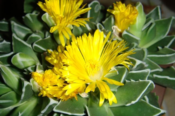 波头 Faucaria bosscheana var. haagei 波头 Faucaria bosscheana var. haagei