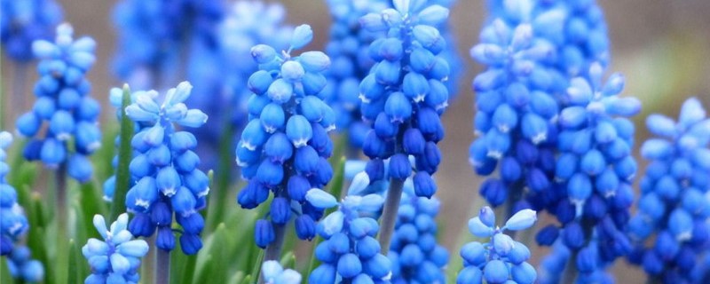 风信子多久开花 风信子多久开花