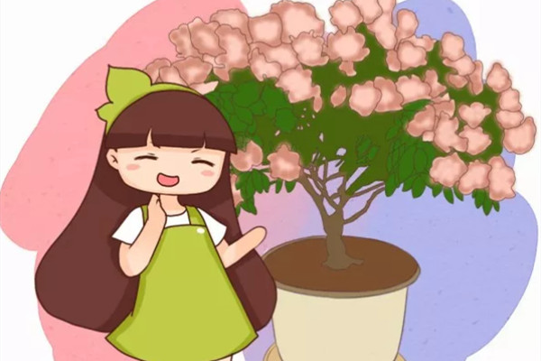 最难养的花,盆底垫上它,叶子油亮狂冒花苞! 最难养的花,盆底垫上它,叶子油亮狂冒花苞!