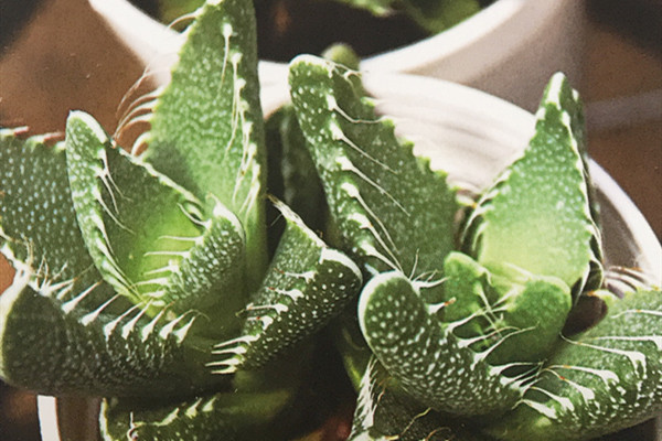 群波 Faucaria gratiae 群波 Faucaria gratiae