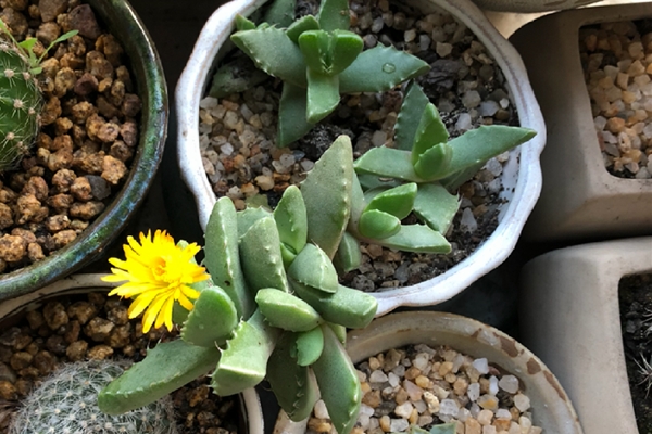 四海波 Faucaria tigrina 四海波 Faucaria tigrina