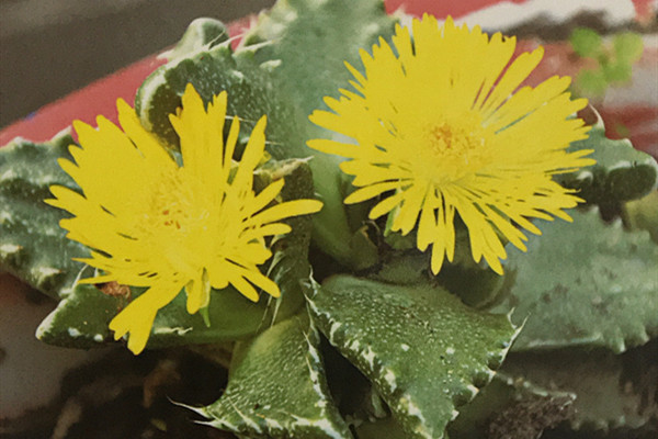 荒波 Faucaria tuberculosa 荒波 Faucaria tuberculosa