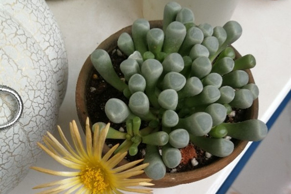 五十铃玉 Fenestraria aurantiaca 五十铃玉 Fenestraria aurantiaca