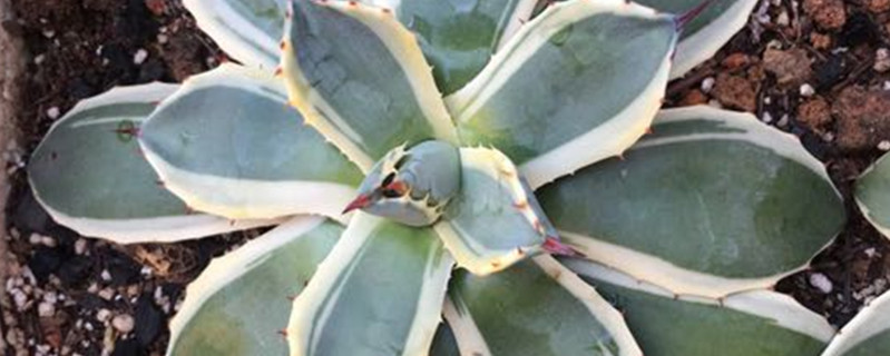 吉祥天锦是什么科