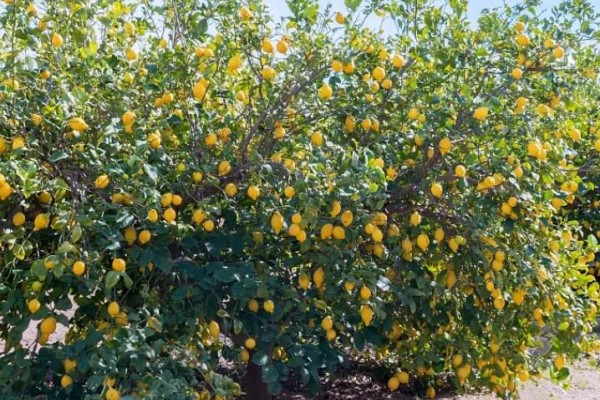 这花就是“活香水”,杀菌除异味儿,秋天结满黄金果! 这花就是“活香水”,杀菌除异味儿,秋天结满黄金果!