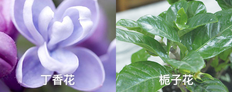 丁香花和栀子花的区别