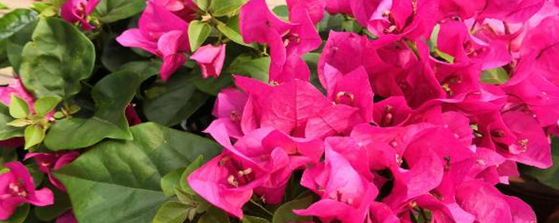 三角梅夏天开花吗