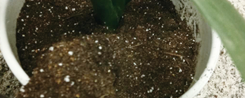 一星期自制腐叶土 一星期自制腐叶土