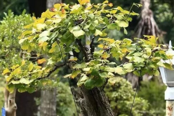 能活100年的花,家里养一盆当传家宝,值钱了! 能活100年的花,家里养一盆当传家宝,值钱了!
