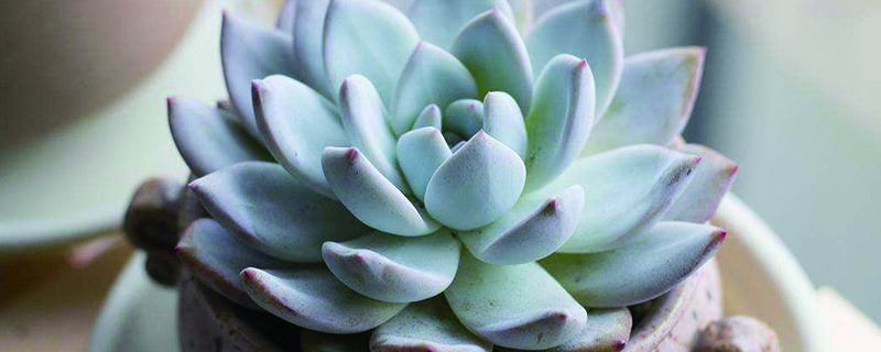 为什么多肉植物越长越高 为什么多肉植物越长越高