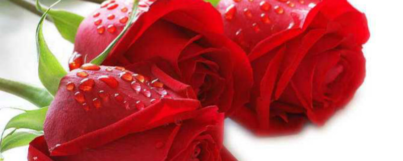 37朵玫瑰花花语是什么 37朵玫瑰花花语是什么