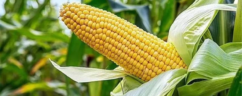 8月份还能种玉米吗 8月份还能种玉米吗