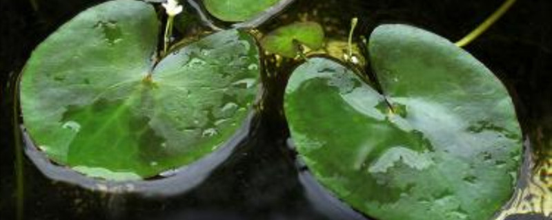 一叶莲只长叶不开花怎么办 一叶莲只长叶不开花怎么办