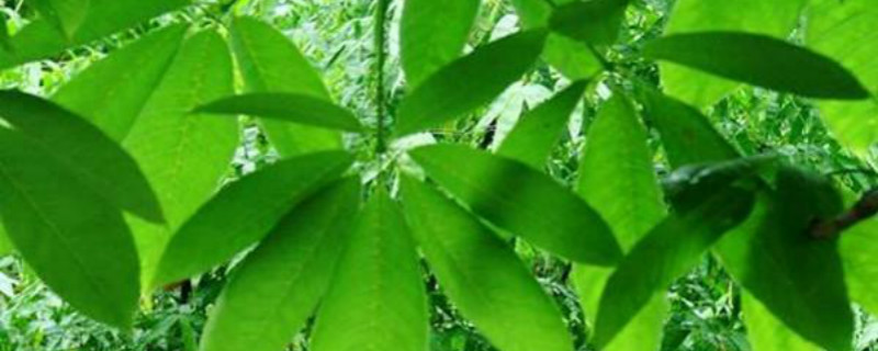七叶树是菩提树吗 七叶树是菩提树吗