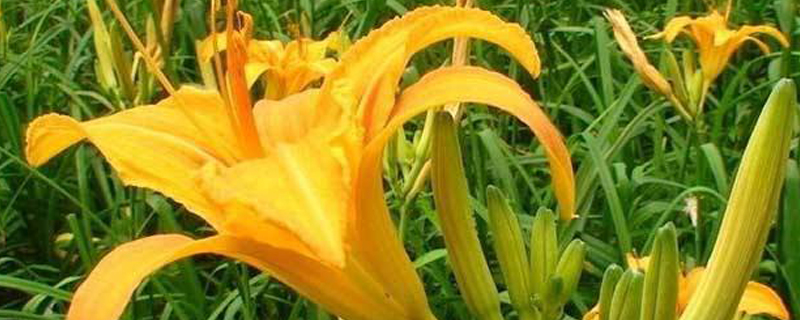 野生黄花菜能吃吗 野生黄花菜能吃吗