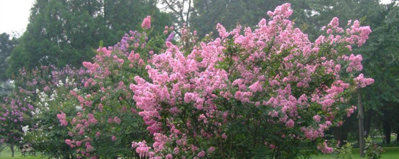 紫薇花语和寓意