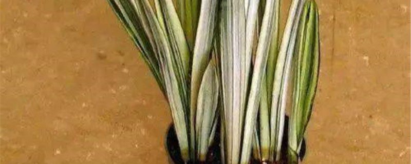 雪纹虎尾兰浇水方法 雪纹虎尾兰浇水方法