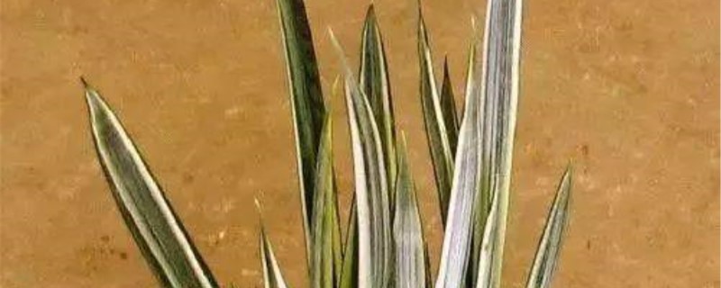 雪纹虎尾兰修剪方法 雪纹虎尾兰修剪方法