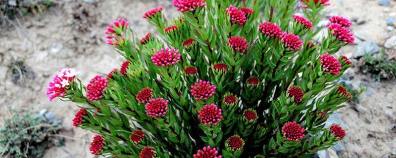 狼毒花的花语 狼毒花的花语