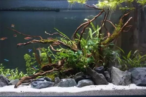 比铜钱草好看100倍的花,7天爆满一大缸,多到家里堆不下! 比铜钱草好看100倍的花,7天爆满一大缸,多到家里堆不下!