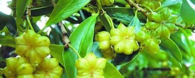 八角如何保花保果