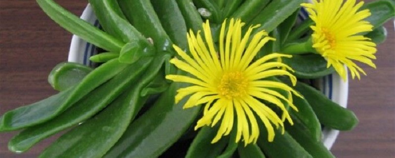 佛手花的养护方法 佛手花的养护方法