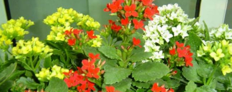 伽蓝菜怎么养护 伽蓝菜怎么养护