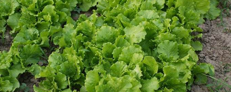 伏天可以种生菜吗 伏天可以种生菜吗