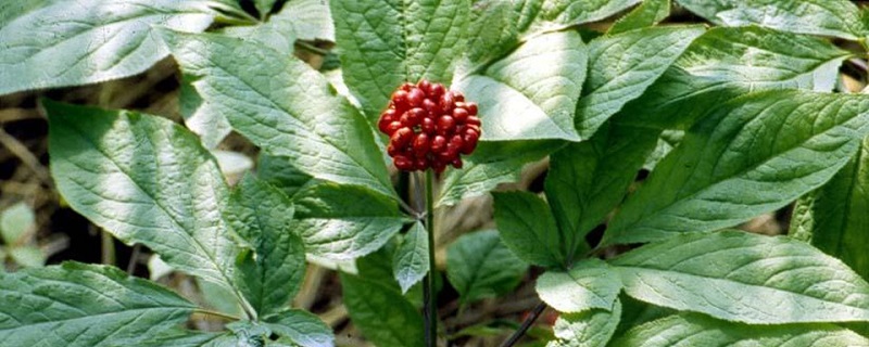 人参花和三七花的区别 人参花和三七花的区别